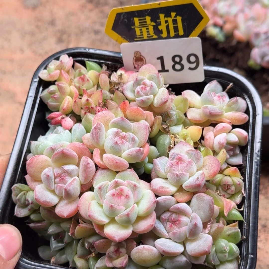 多肉植物多肉植物