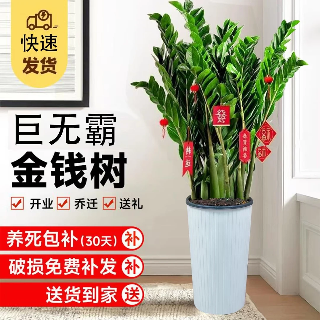 【巨无霸金钱树】1.2至1.3米室内客厅大型落地绿植盆栽吸甲醛净化