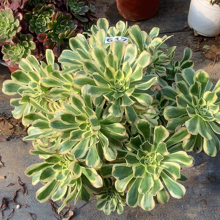多肉植物保时捷617
