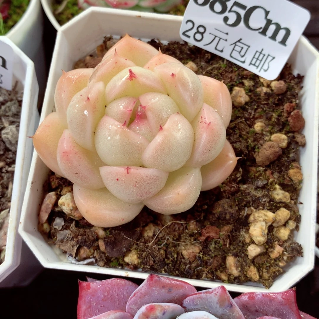 5厘米盆精控多肉685