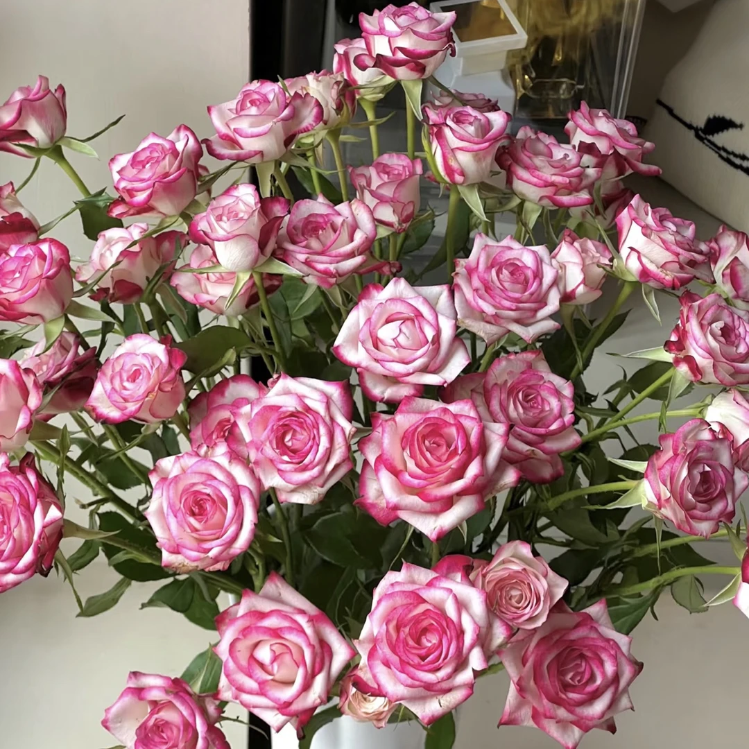 【10枝雨铃霖多头】全场任意两单顺丰冷链包邮，0度以下必拍保温棉！