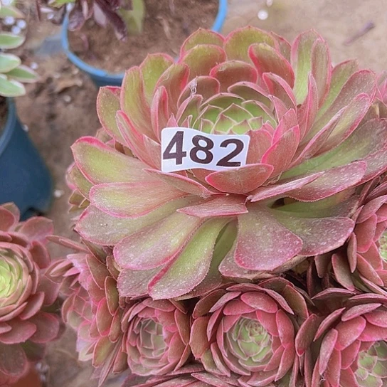 小*多肉植物一个