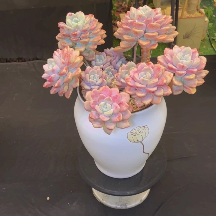 珍**生多肉植物带盆物流到付