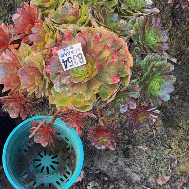 万七彩花25-30包邮花花