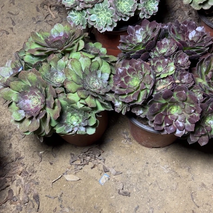 多肉植物两个法师91