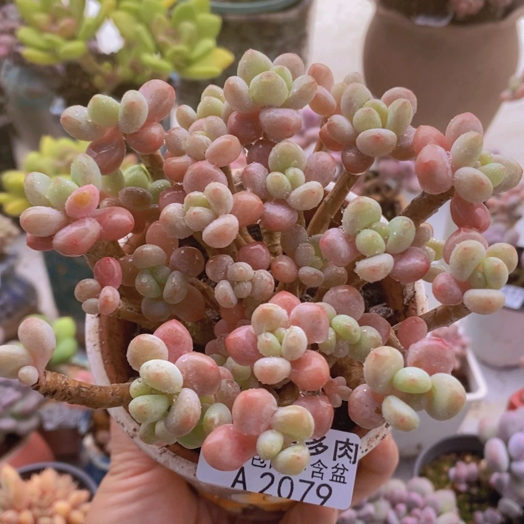 鱼子酱老桩有掉叶10cm2079多肉酱