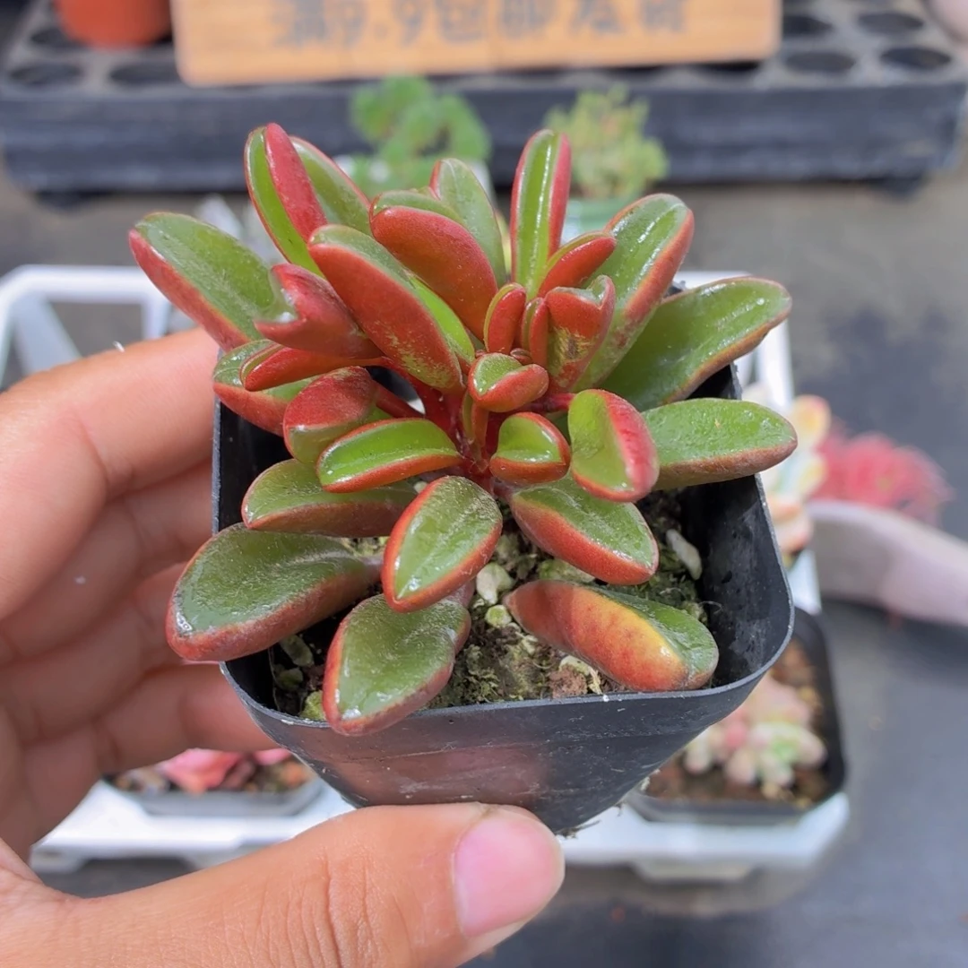 红背椒草多肉9.9包邮发货