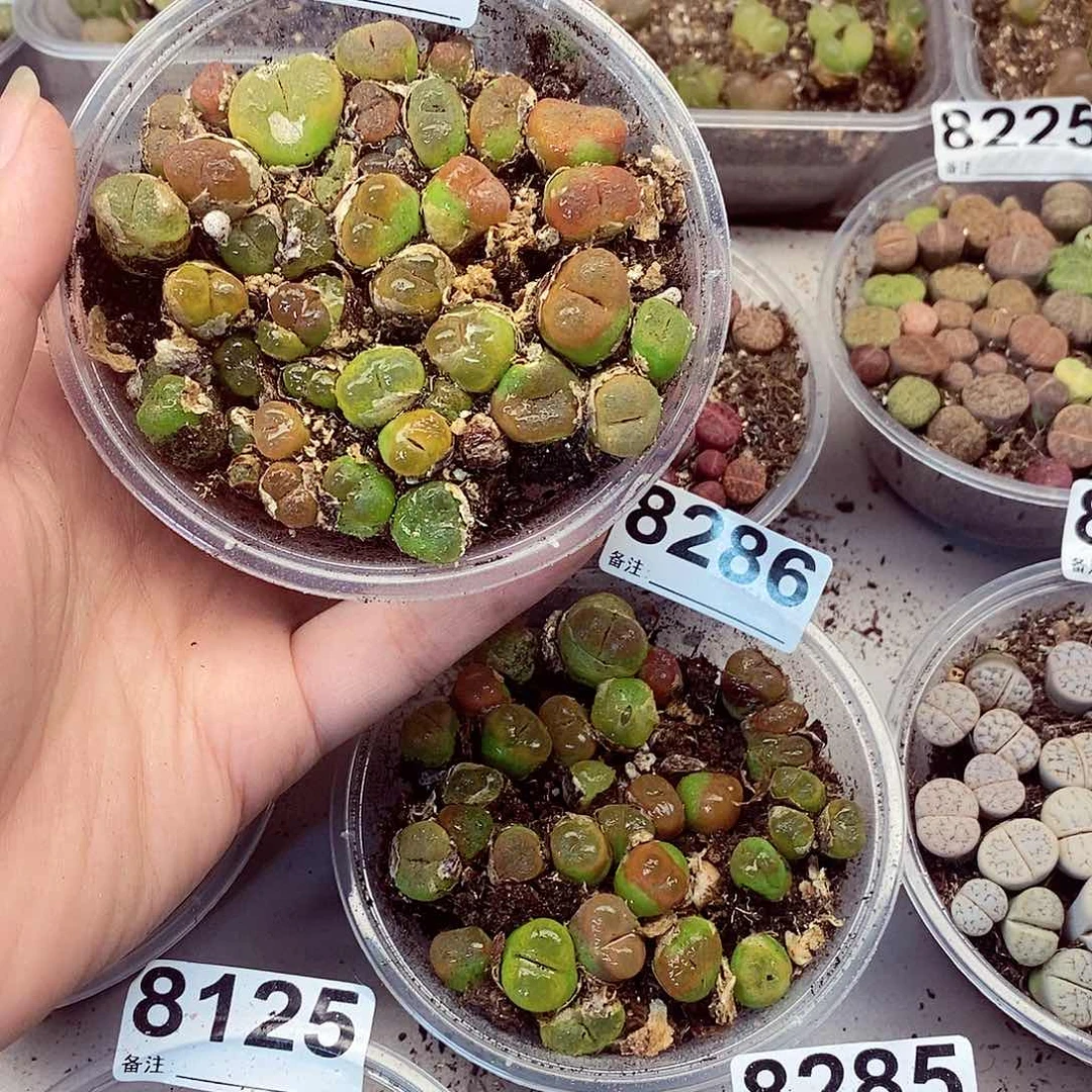 8287水蜜桃快快乐乐