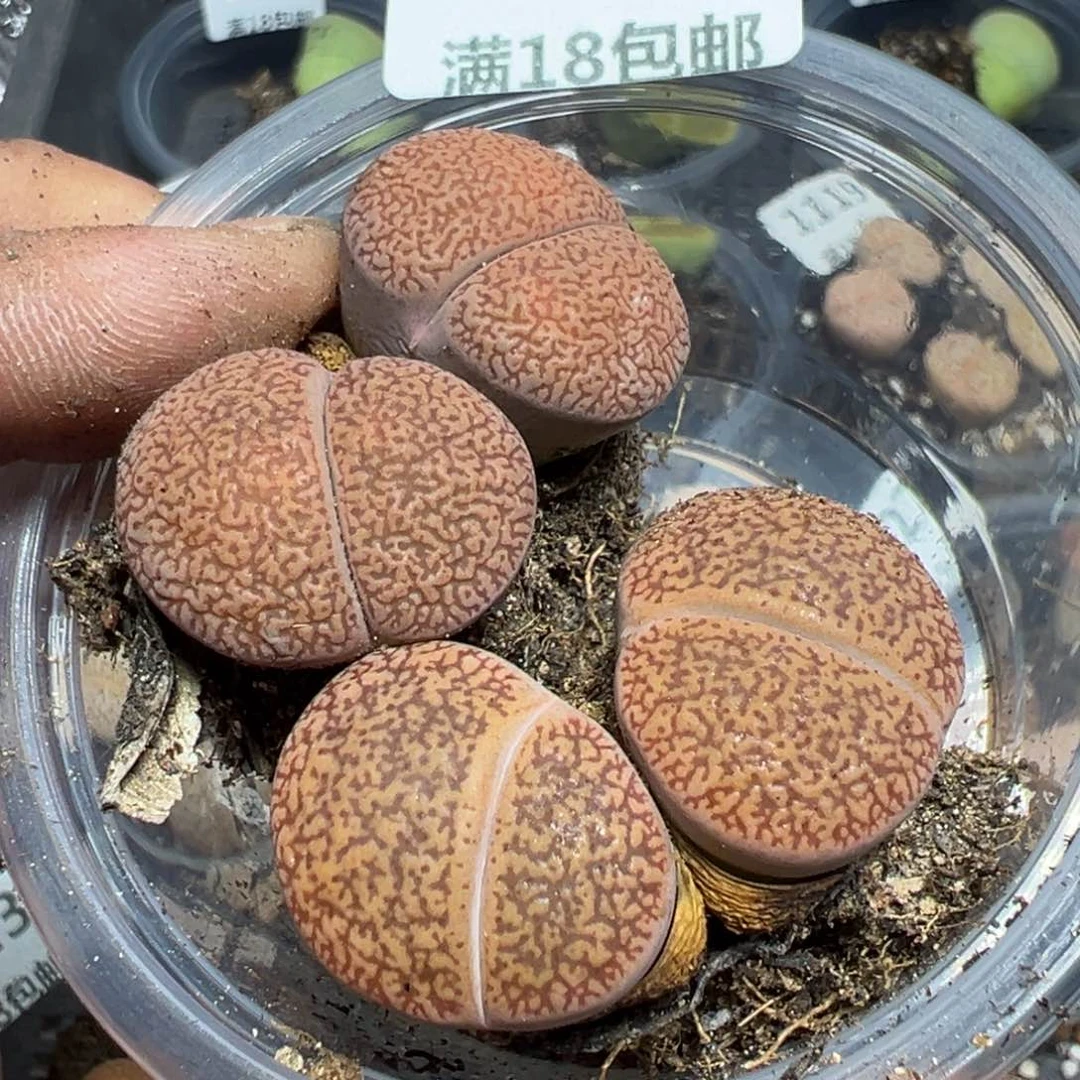 【闪购商品】 1124。