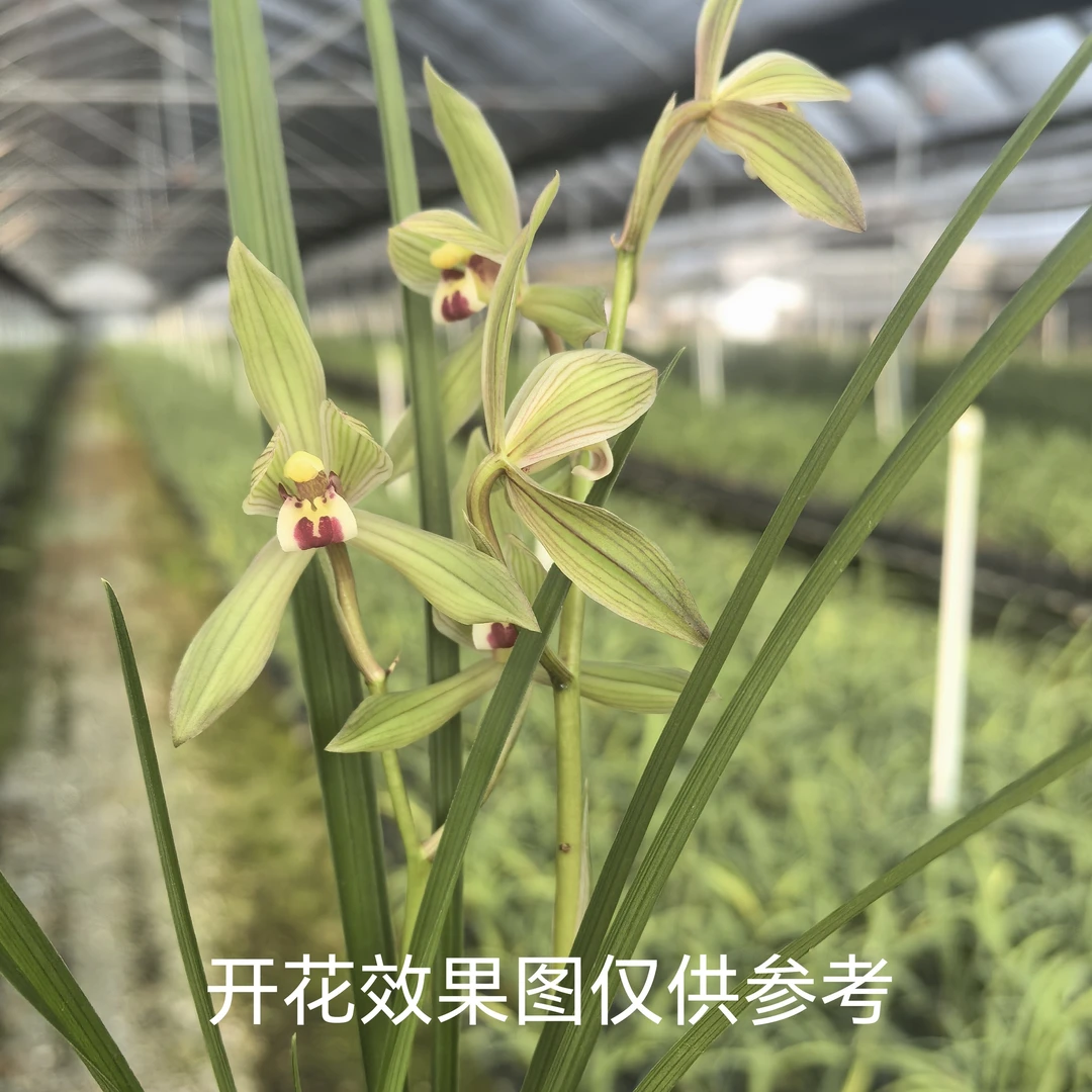 春剑【品皇素】子母2-3苗带花剑 裸根发货