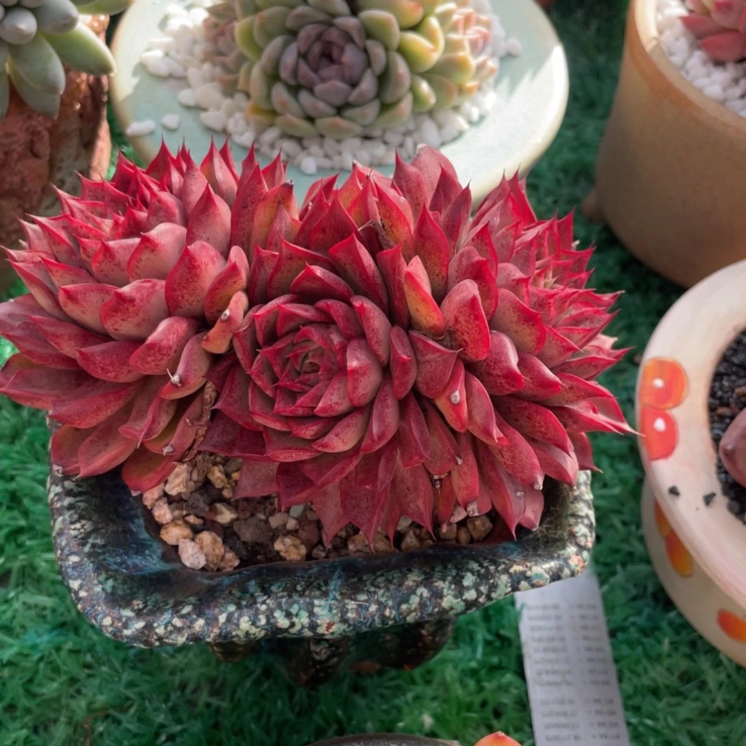 多肉植物盆栽多肉植物