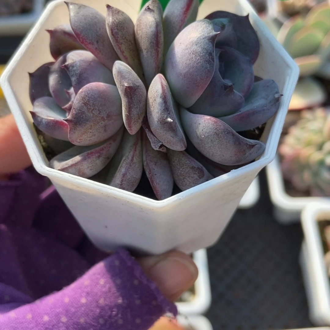 771黑橙多肉植物多肉