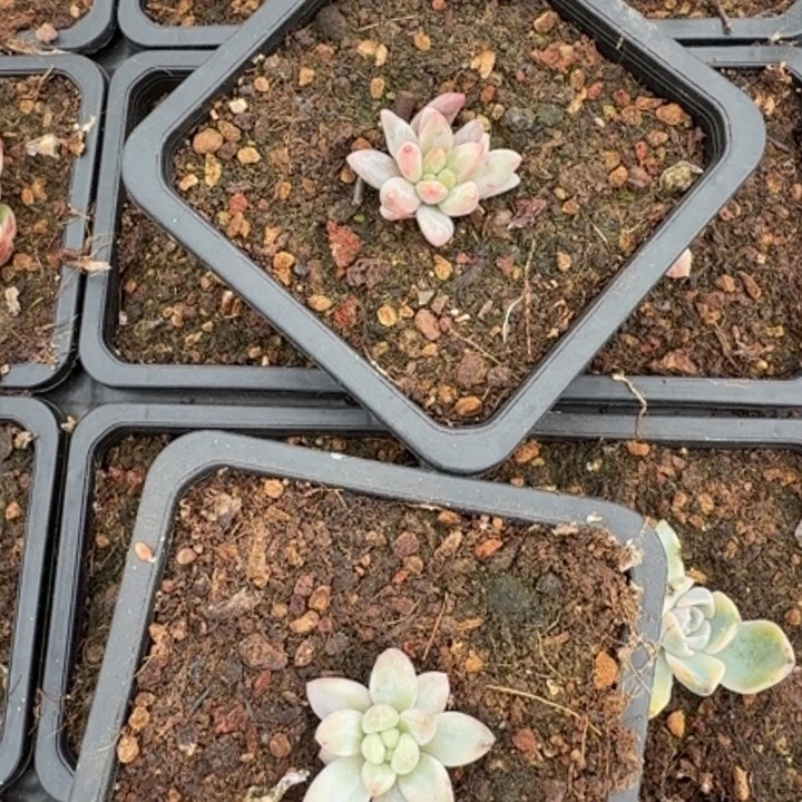 一刻美人锦一刻的价格