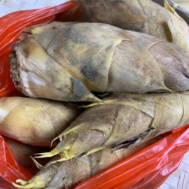 【铜鼓谢支书专属】东源村 村民现挖新鲜冬笋1.5kg