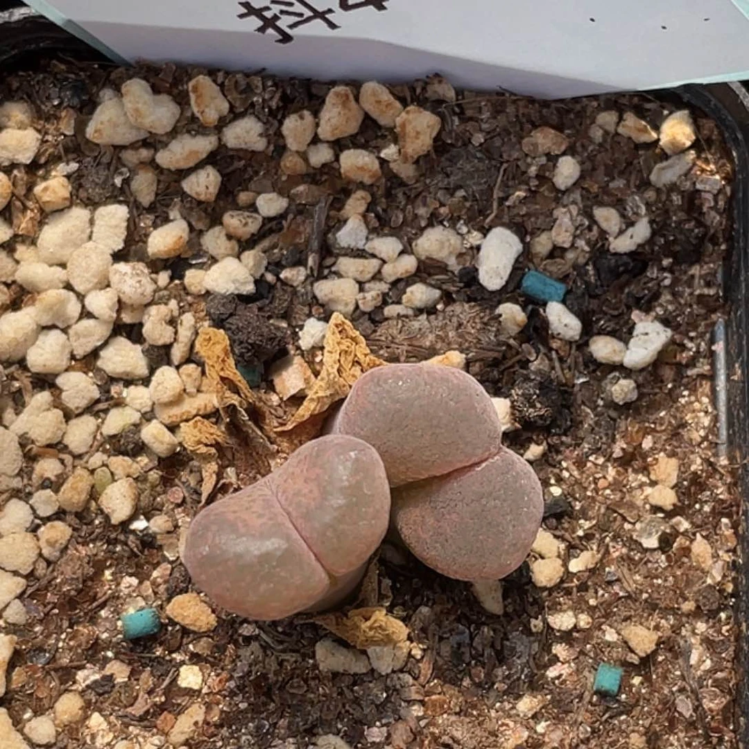 哟***崽4-113肉锥多肉植物