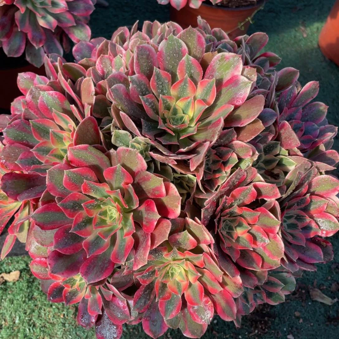 781红粉佳人精品法师老桩