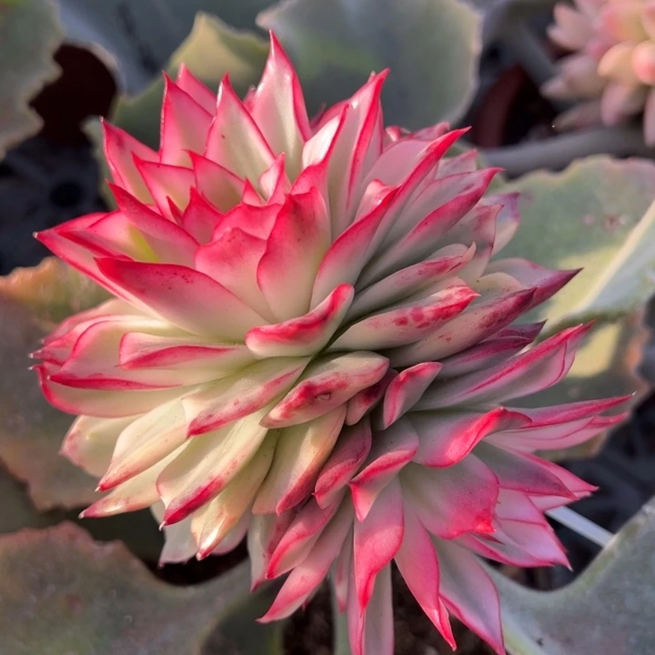 吉赛尔锦一物一拍锦龙