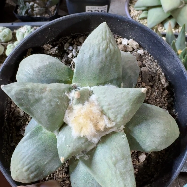 145自根丸叶怒涛牡丹