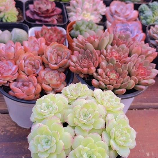 粉笔7➕干冰7➕红宝石7棵