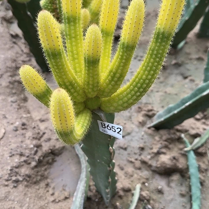 等**老嫁接彩舞柱锦652