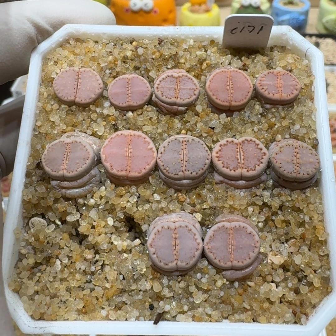 浅****?0223-03饼干编号粉171