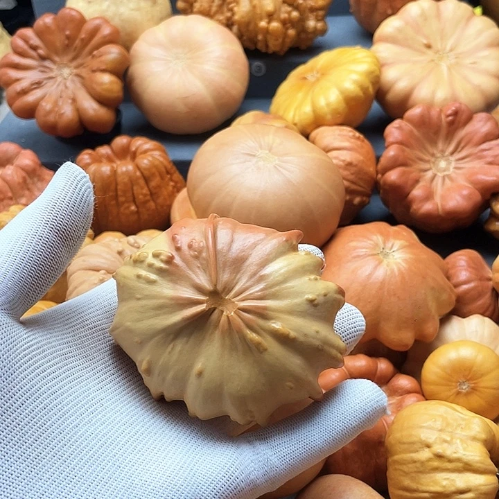 冷***天墨西哥葫芦微瑕不退不换