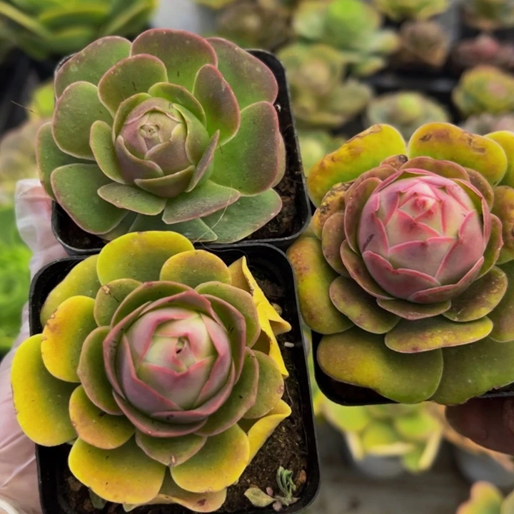 精品帕系山地玫瑰