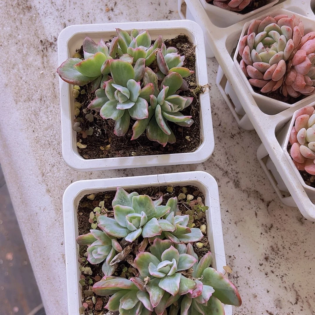 无***名伯克利锦2颗多肉植物