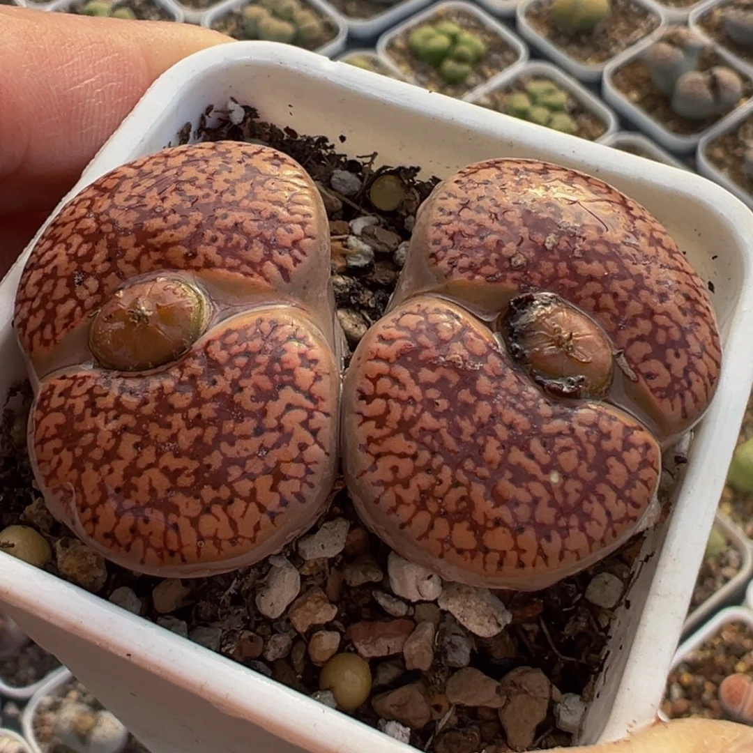 8年赤阳母本带盆多肉