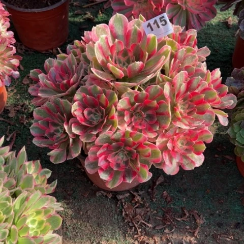 115粉女郎手捧多肉，