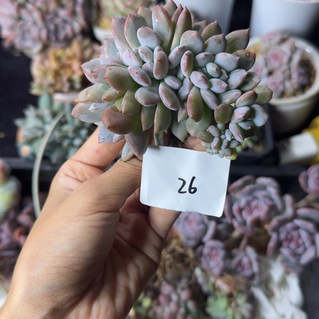 星影缀化一物一拍26