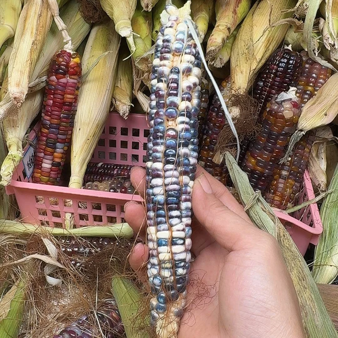 煎****大叶紫檀（黑酸枝木类）