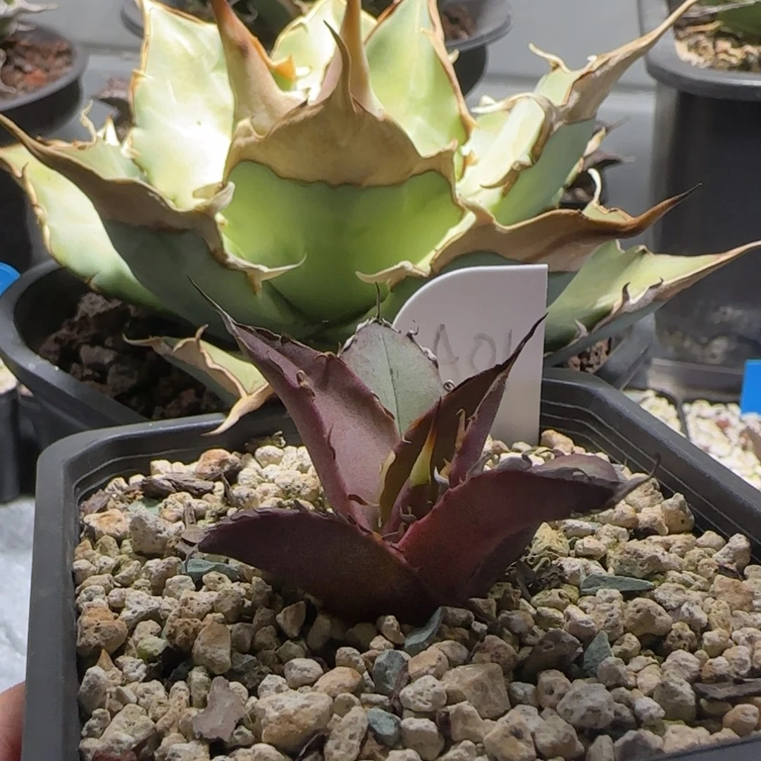 A01芽子仁王冠龙舌兰
