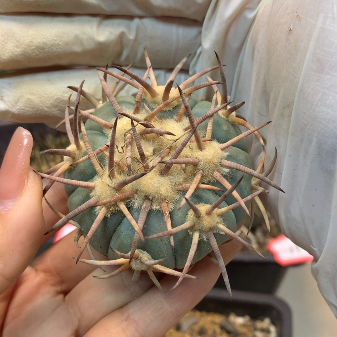 29号 出根芽 花王整体7公分