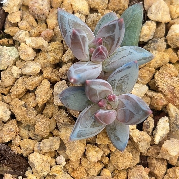 雪戴利美人特价一物一拍