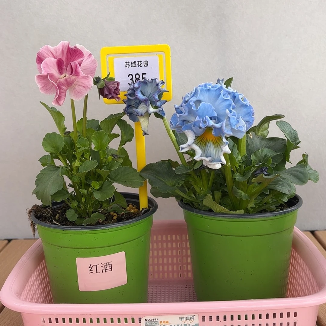 大部分开放少量花苞385