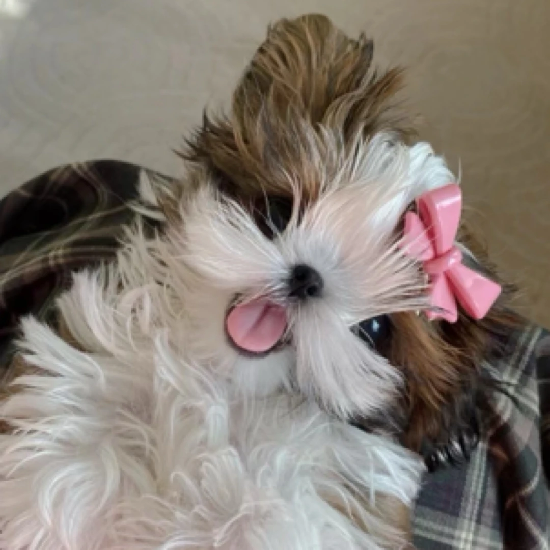 【巴伊犬舍】西施犬活体狗狗链接