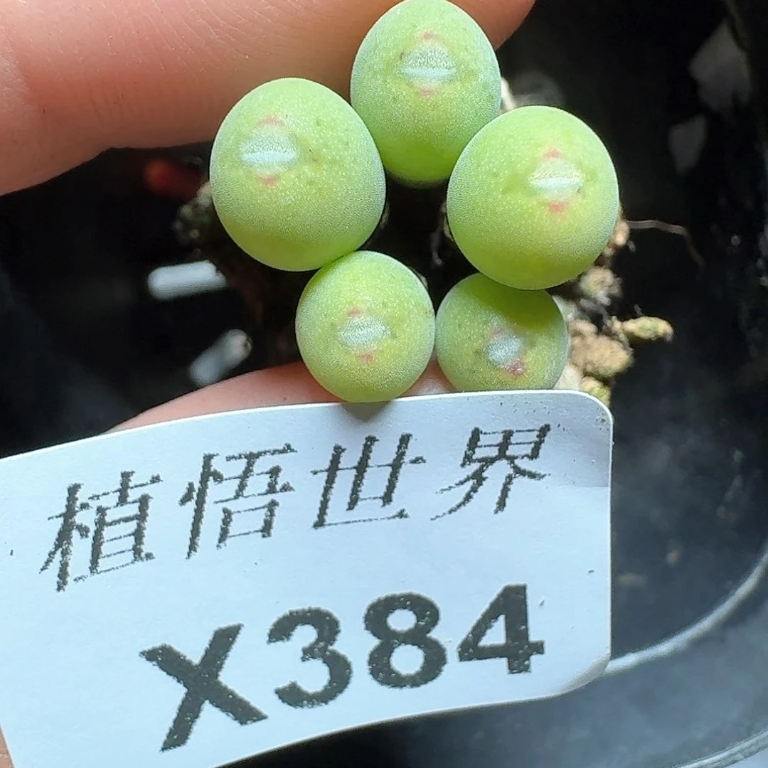 384盒多肉哇哇b h j