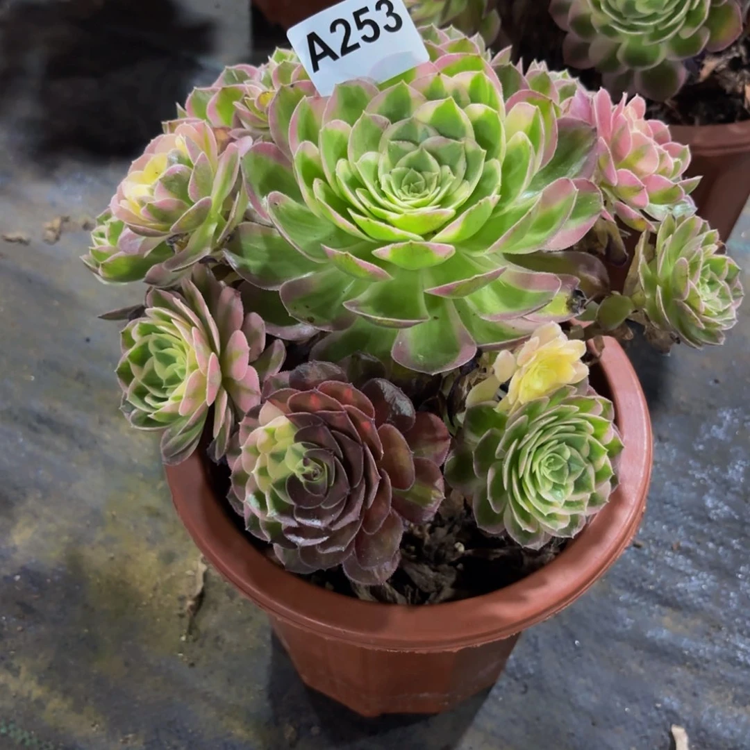 无花朵253海鲜法师多肉植物