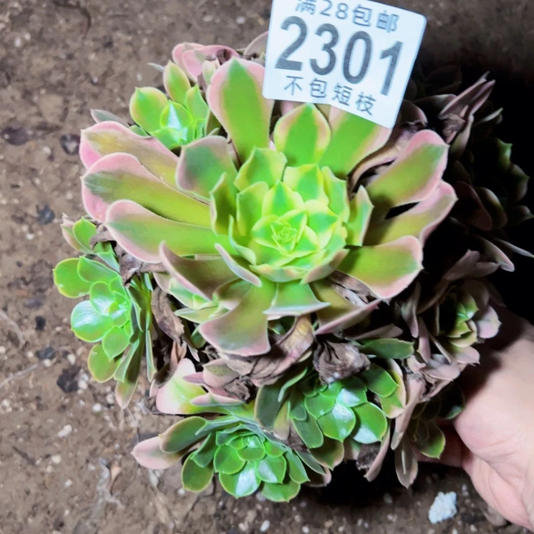 香妃多肉植物2301法师