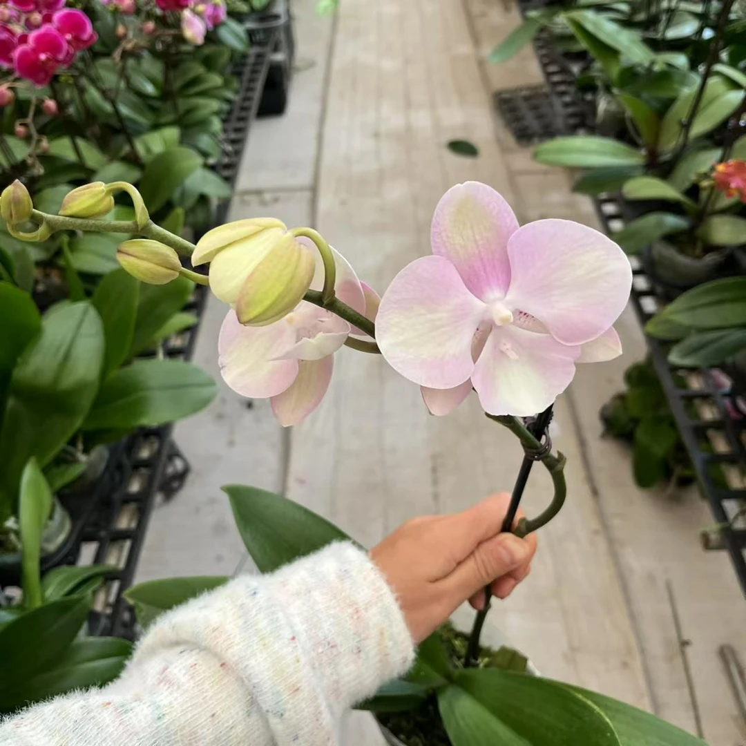 3.5寸威尼斯 蝴蝶兰 一颗【全场任意两颗起发货】