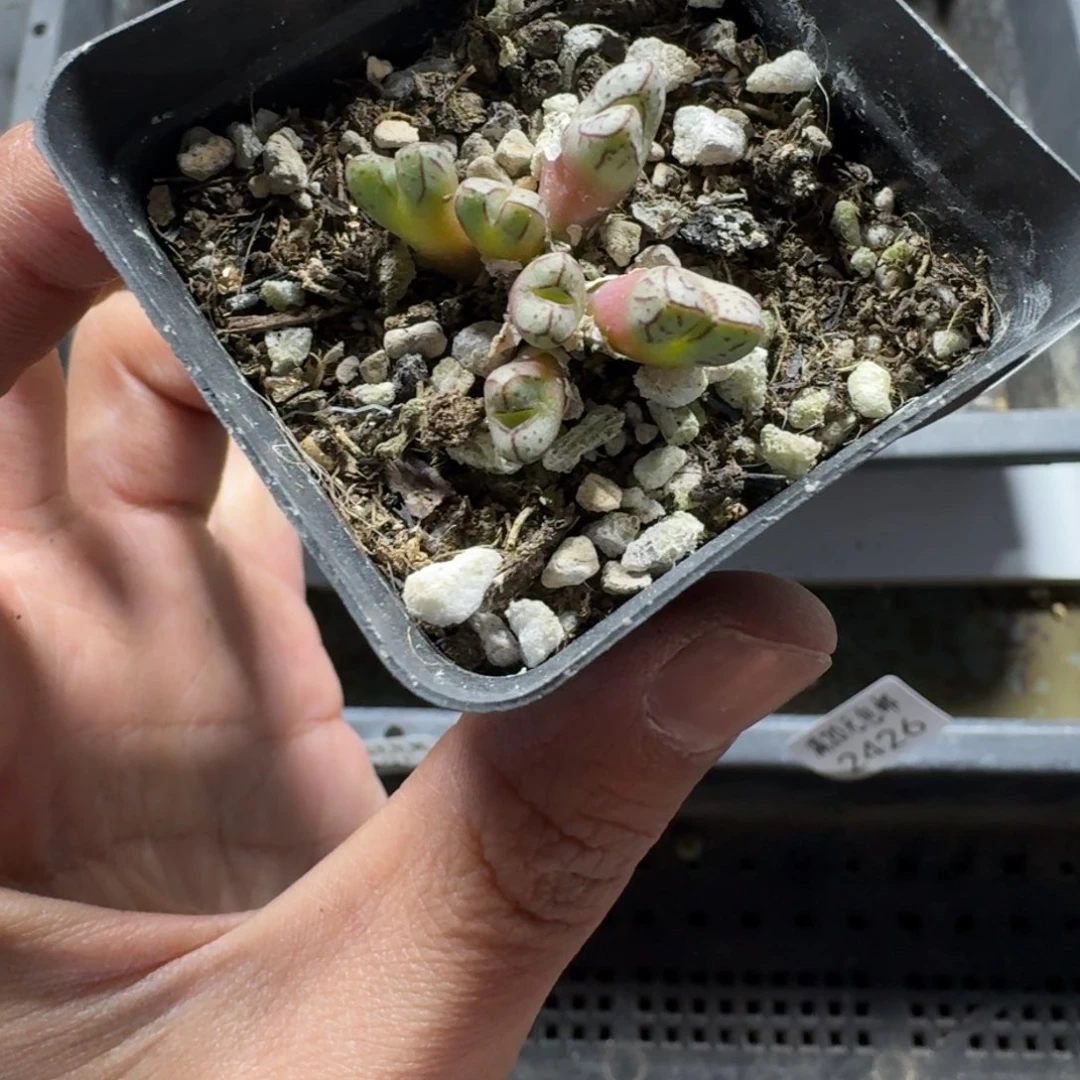 郭***?2429。 海伦娜斑马