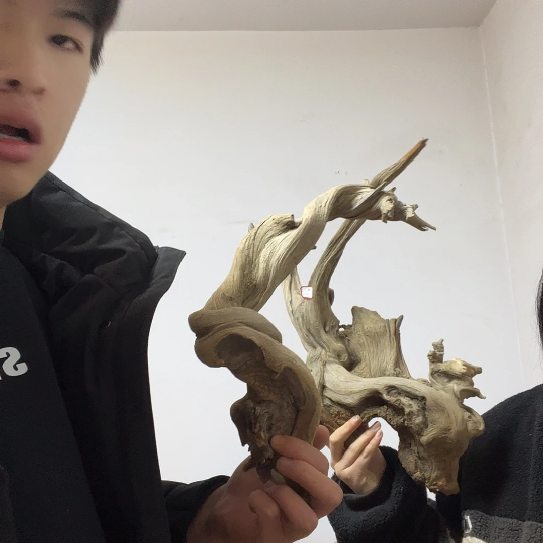 寂***痕柏木（崖柏）这个世界上最大限度地减少