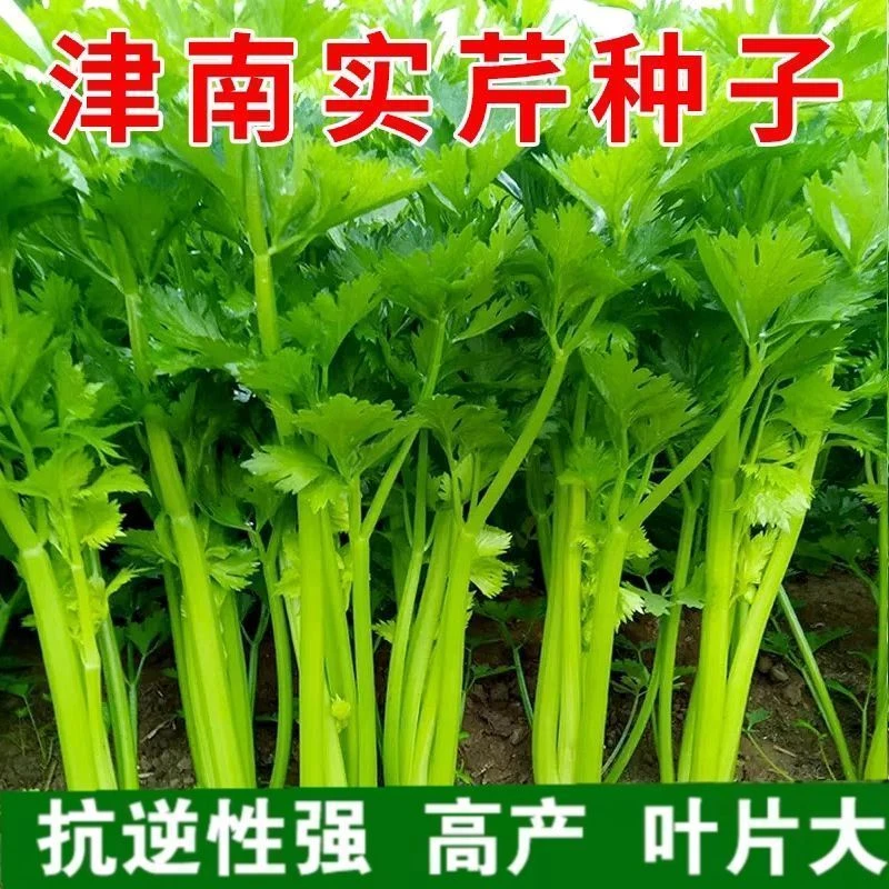 【津南实芹种籽】一包也包邮下单送肥料