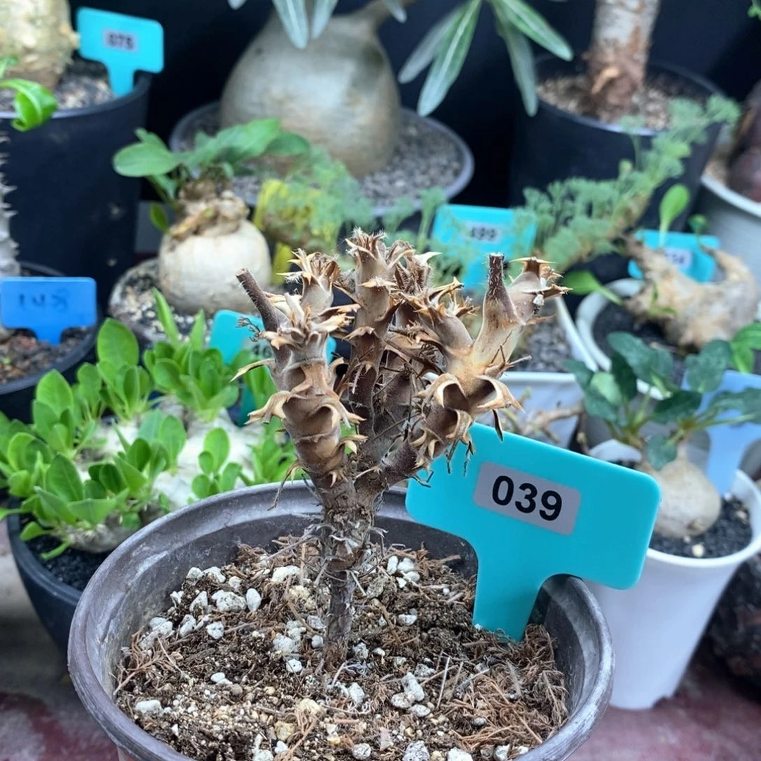 出云杨奎多肉植物