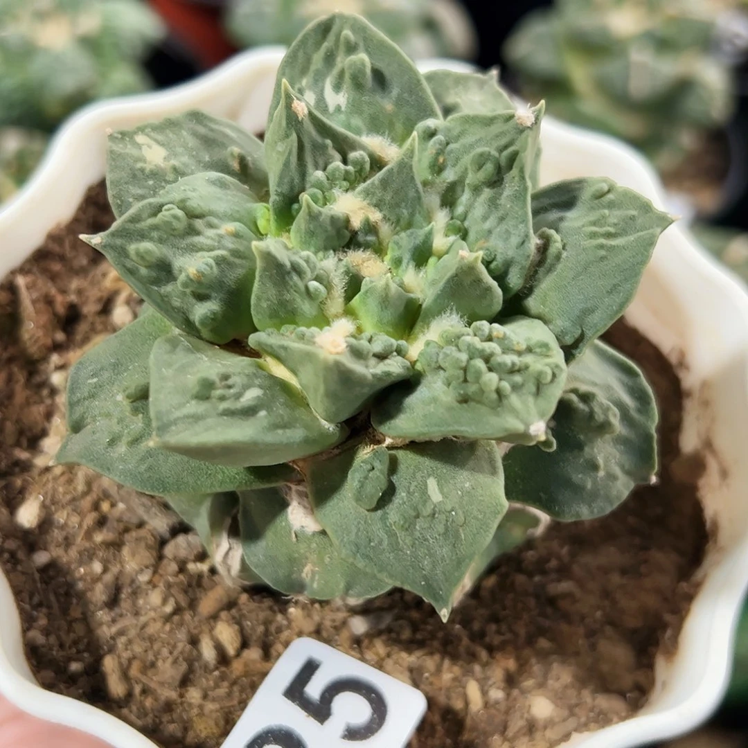 无花朵福利尖尤怒涛牡丹025