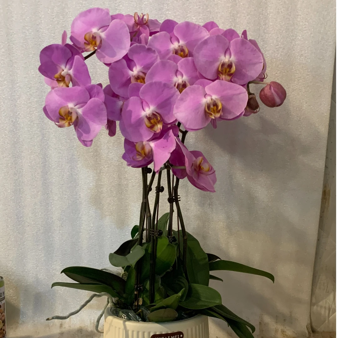 【粉宝图】蝴蝶兰室内种植观赏送礼带花发货