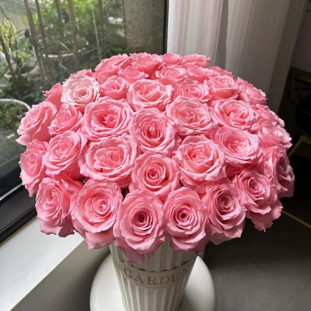 【A级戴安娜单头玫瑰】云南A级鲜花玫瑰65-70cm室内水养昆明直发