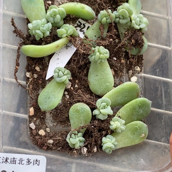 标签34珍妮z25一个多肉