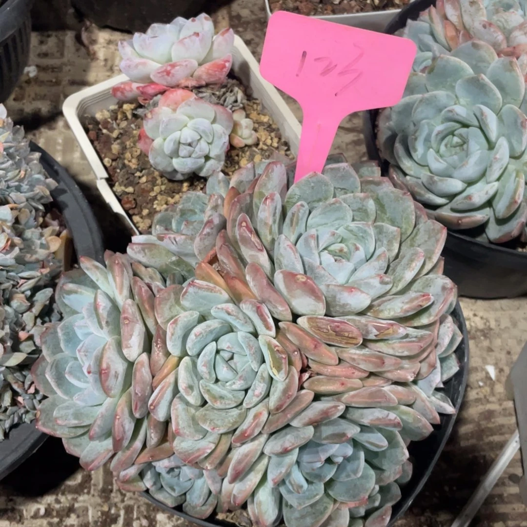 星影缀化多头群生123